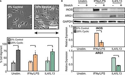 Crosstalk Between CD11b and Piezo1 Mediates Macrophage Responses to Mechanical Cues